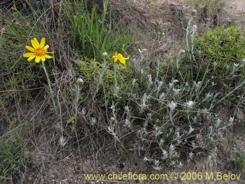 Imágen de Senecio sp. #1627 (). Haga un clic para aumentar parte de imágen.