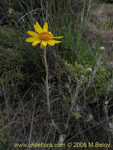 Imágen de Senecio sp. #1627 (). Haga un clic para aumentar parte de imágen.