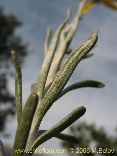 Image of Senecio sp. #1627 (). Click to enlarge parts of image.