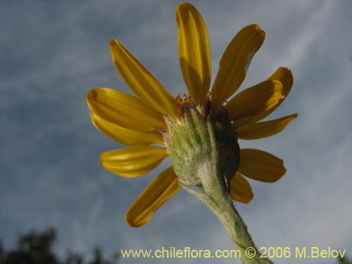 Imágen de Senecio sp. #1627 (). Haga un clic para aumentar parte de imágen.