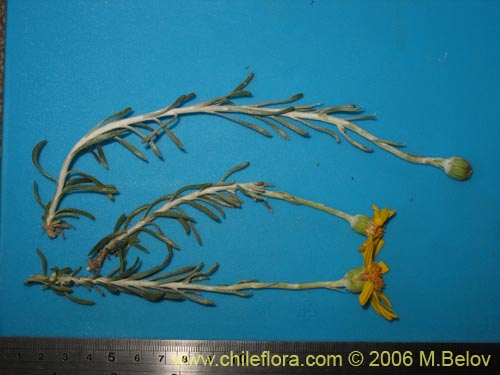 Senecio sp. #1627의 사진