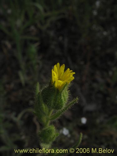 Imágen de Madia sativa (Melosa / Madia). Haga un clic para aumentar parte de imágen.