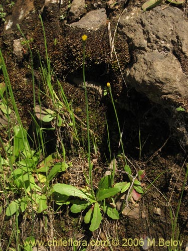 Imágen de Asteraceae sp. #1858 (). Haga un clic para aumentar parte de imágen.