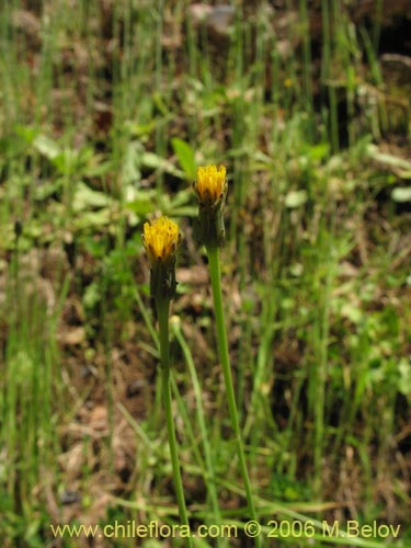 Imágen de Asteraceae sp. #1858 (). Haga un clic para aumentar parte de imágen.