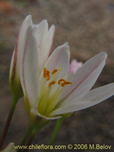 Imágen de Nordoscordum sp.  #1266 (). Haga un clic para aumentar parte de imágen.