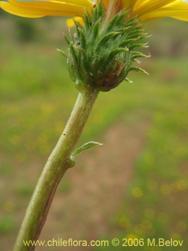 Imágen de Haplopappus sp. #1532 (). Haga un clic para aumentar parte de imágen.