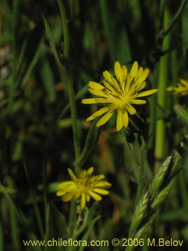 Asteraceae sp. #1865的照片