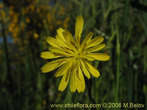 Asteraceae sp. #1865の写真