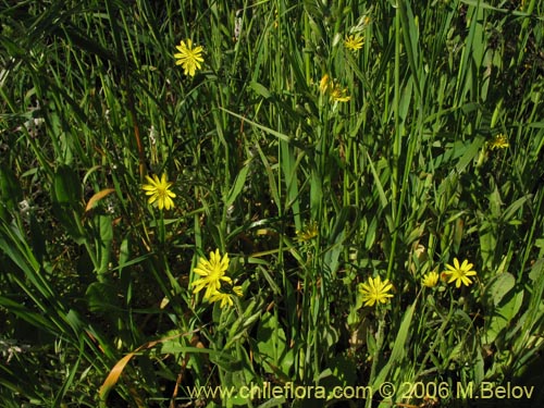 Imágen de Asteraceae sp. #1865 (). Haga un clic para aumentar parte de imágen.