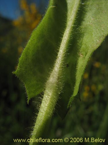 Imágen de Asteraceae sp. #1865 (). Haga un clic para aumentar parte de imágen.