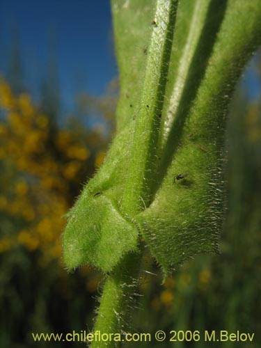 Bild von Asteraceae sp. #1865 (). Klicken Sie, um den Ausschnitt zu vergrössern.