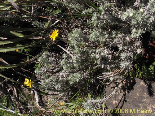 Imágen de Senecio sp. #1647 (). Haga un clic para aumentar parte de imágen.