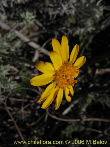 Imágen de Senecio sp. #1647 (). Haga un clic para aumentar parte de imágen.