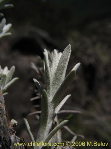 Imágen de Senecio sp. #1647 (). Haga un clic para aumentar parte de imágen.