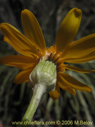 Imágen de Senecio sp. #1647 (). Haga un clic para aumentar parte de imágen.