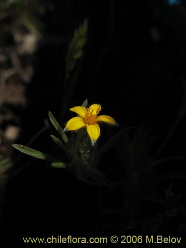 Imágen de Chaetanthera moenchioides (). Haga un clic para aumentar parte de imágen.