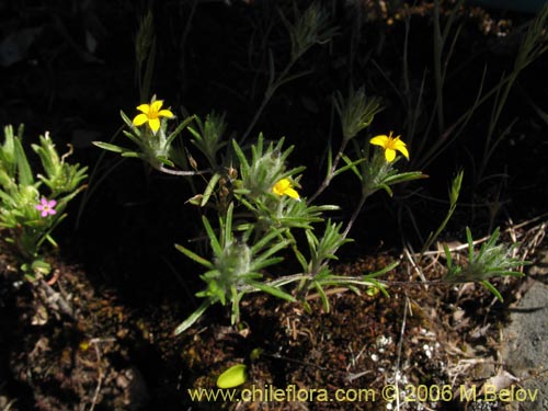 Imágen de Chaetanthera moenchioides (). Haga un clic para aumentar parte de imágen.