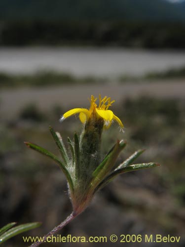 Imágen de Chaetanthera moenchioides (). Haga un clic para aumentar parte de imágen.