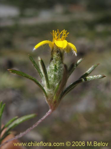 Imágen de Chaetanthera moenchioides (). Haga un clic para aumentar parte de imágen.