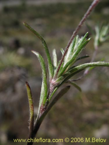 Imágen de Chaetanthera moenchioides (). Haga un clic para aumentar parte de imágen.