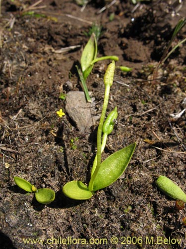 Image of Ophioglossum lusitanicum ssp. coriaceum (lengua de serpiente). Click to enlarge parts of image.