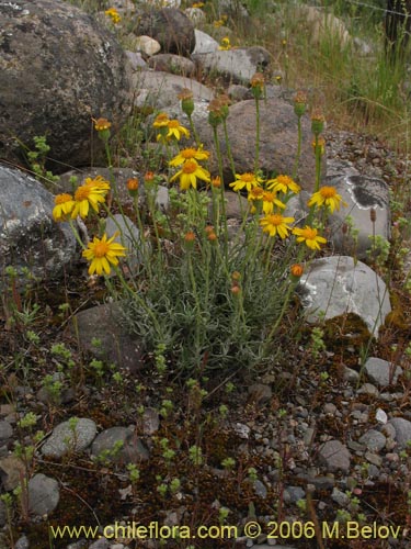 Imágen de Senecio sp. #1536 (). Haga un clic para aumentar parte de imágen.