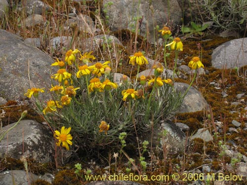 Imágen de Senecio sp. #1536 (). Haga un clic para aumentar parte de imágen.