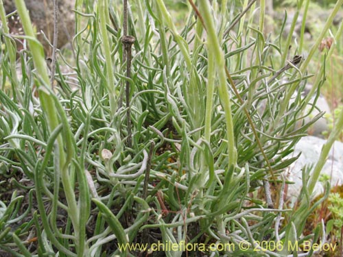 Imágen de Senecio sp. #1536 (). Haga un clic para aumentar parte de imágen.