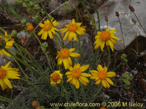 Imágen de Senecio sp. #1536 (). Haga un clic para aumentar parte de imágen.