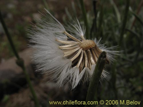 Imágen de Senecio sp. #1536 (). Haga un clic para aumentar parte de imágen.