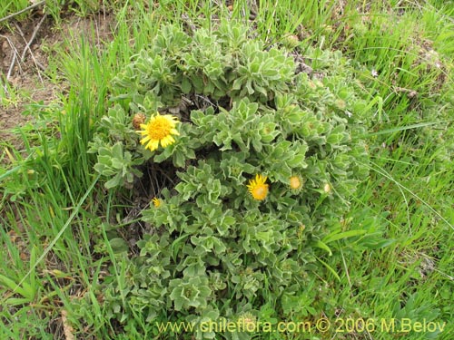 Imágen de Haplopappus sp. #2769 (). Haga un clic para aumentar parte de imágen.