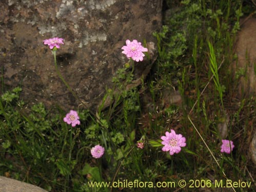 Imágen de Leucheria sp. #1648 (). Haga un clic para aumentar parte de imágen.