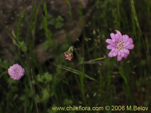 Imágen de Leucheria sp. #1648 (). Haga un clic para aumentar parte de imágen.