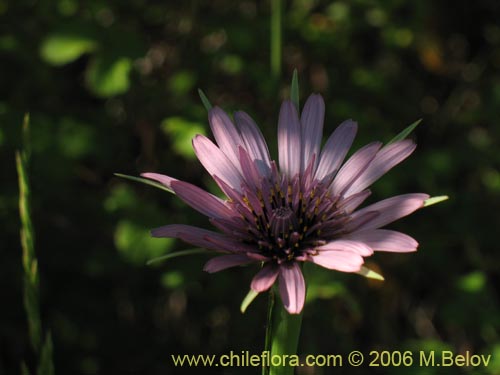 Tragopogon porrifolius的照片