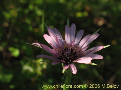 Tragopogon porrifolius的照片