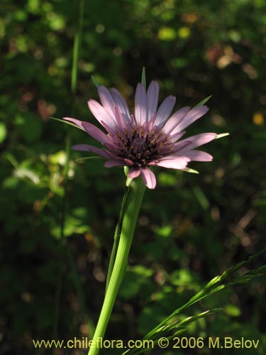 Tragopogon porrifolius的照片