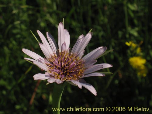 Tragopogon porrifolius的照片