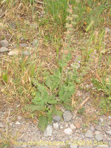 Imágen de Lamiaceae sp. #1896 (). Haga un clic para aumentar parte de imágen.