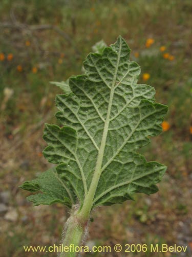 Imágen de Lamiaceae sp. #1896 (). Haga un clic para aumentar parte de imágen.