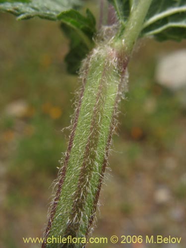 Imágen de Lamiaceae sp. #1896 (). Haga un clic para aumentar parte de imágen.