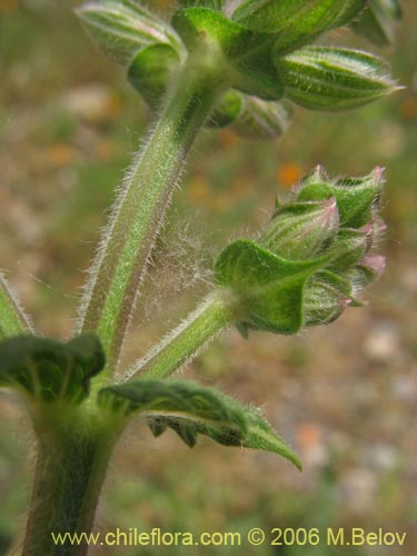 Imágen de Lamiaceae sp. #1896 (). Haga un clic para aumentar parte de imágen.