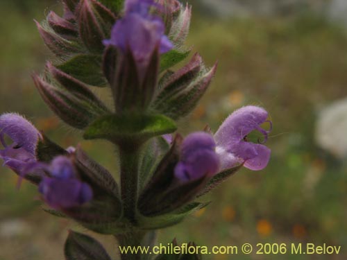 Imágen de Lamiaceae sp. #1896 (). Haga un clic para aumentar parte de imágen.