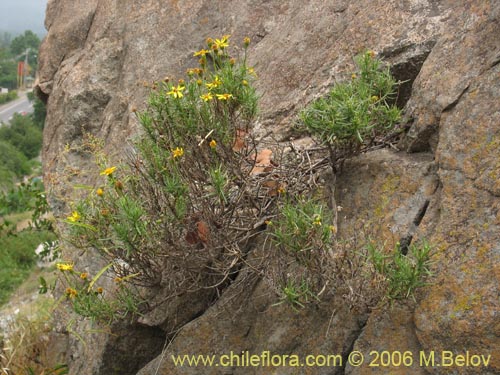 Imágen de Senecio sp. #1644 (). Haga un clic para aumentar parte de imágen.