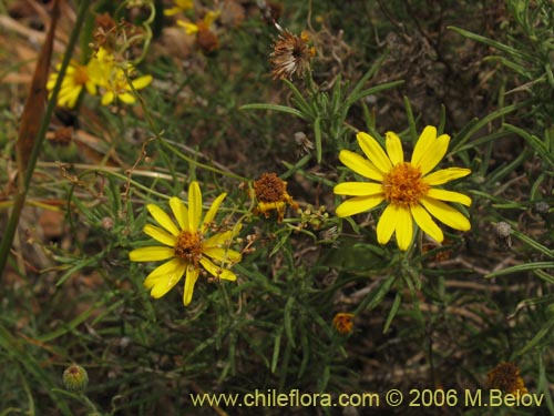 Imágen de Senecio sp. #1644 (). Haga un clic para aumentar parte de imágen.