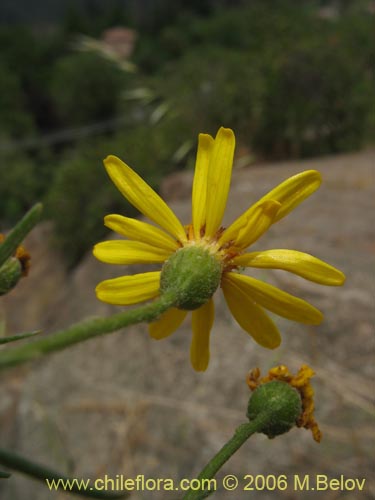 Imágen de Senecio sp. #1644 (). Haga un clic para aumentar parte de imágen.