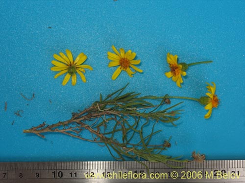 Senecio sp. #1644的照片