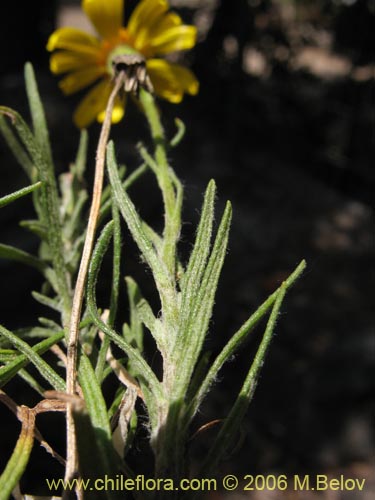 Imágen de Senecio sp. #1644 (). Haga un clic para aumentar parte de imágen.