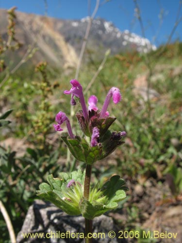 Bild von Lamium aplexicaule (). Klicken Sie, um den Ausschnitt zu vergrössern.