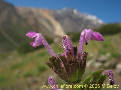 Фотография Lamium aplexicaule (). Щелкните, чтобы увеличить вырез.