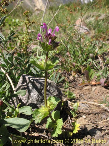 Imágen de Lamium aplexicaule (). Haga un clic para aumentar parte de imágen.